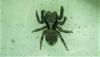 Pseudeuophrys erratica